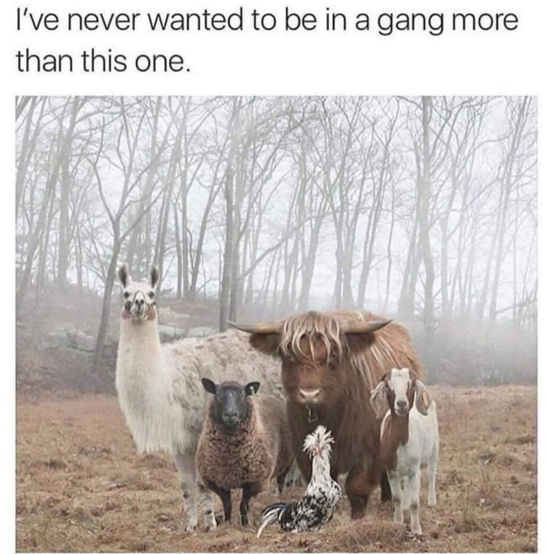 I've never wanted to be in a gang more than this one.