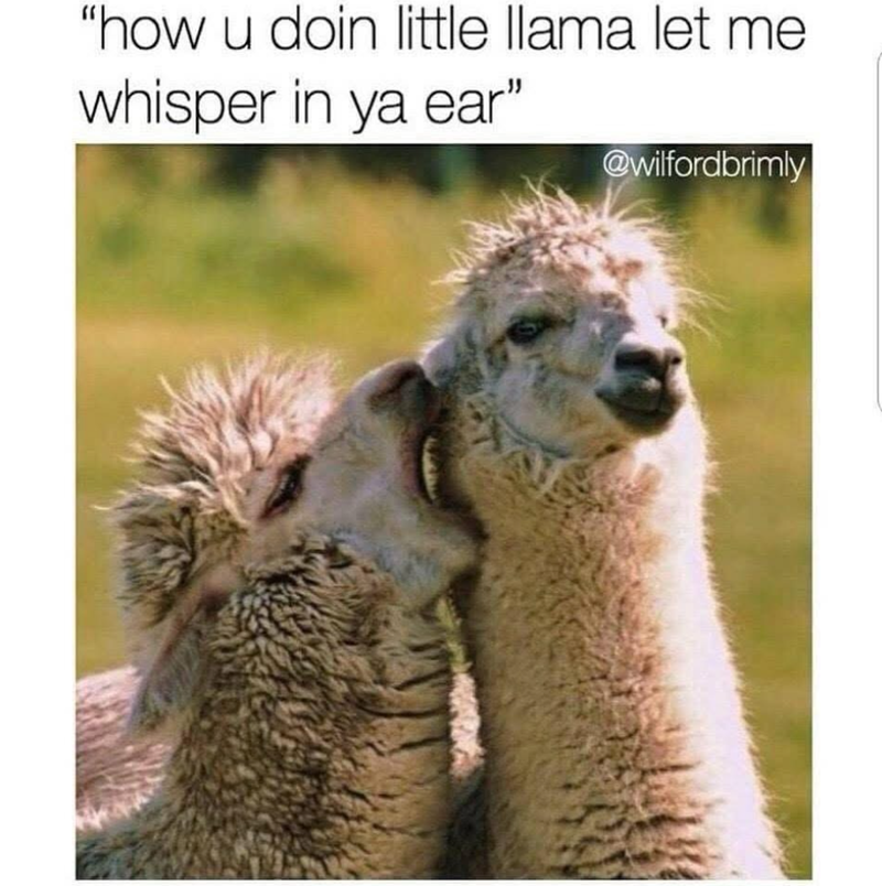 "how u doin little llama let me whisper in ya ear" @wilfordbrimly