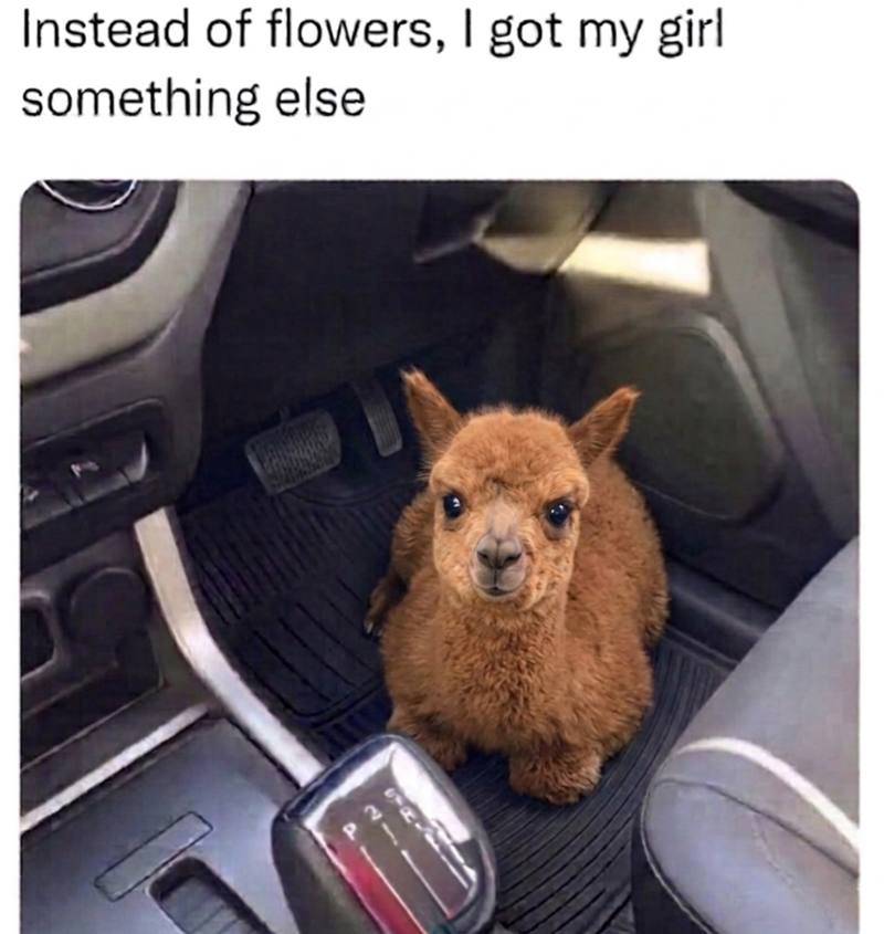 Instead of flowers, I got my girl something else