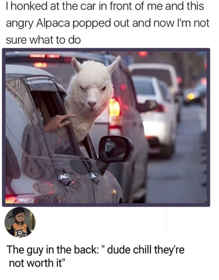I honked at the car in front of me and this angry Alpaca popped out and now I'm not sure what to do The guy in the back: "dude chill they're not worth it"