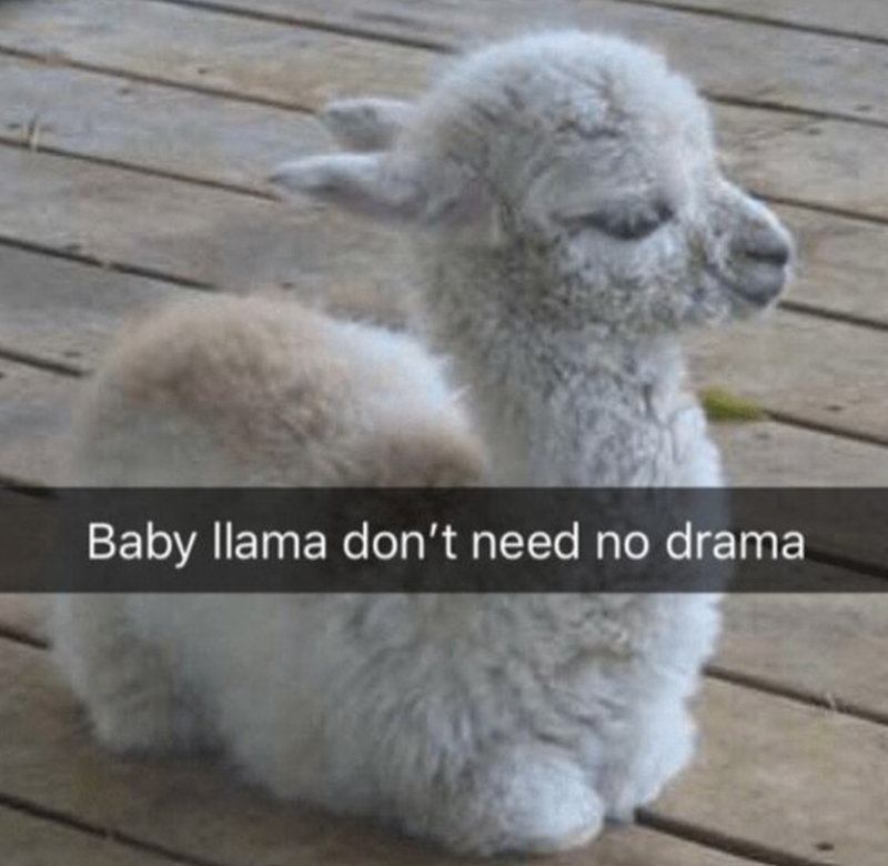 Baby llama don't need no drama