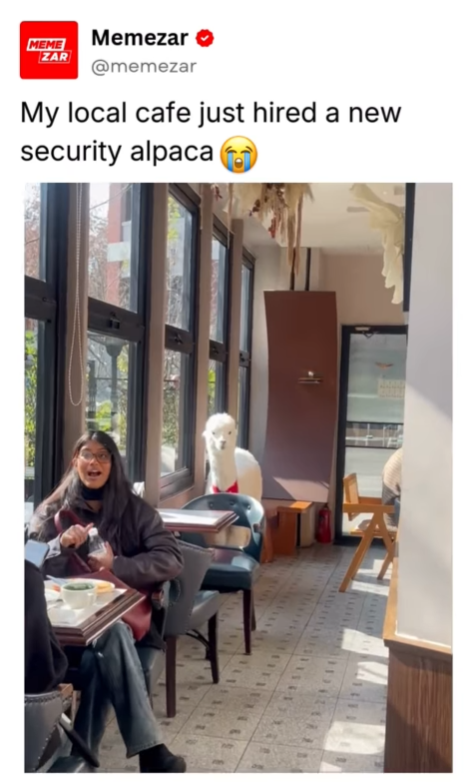 MEME Memezar ✔ ZAR @memezar My local cafe just hired a new security alpaca