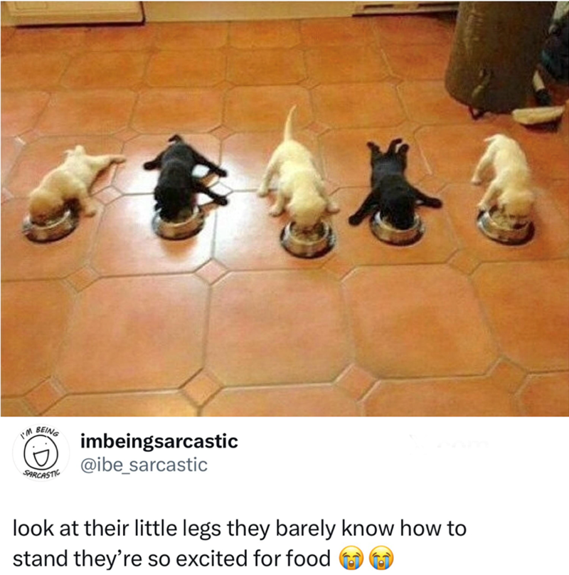 I'M BEING SARCASTIC imbeingsarcastic @ibe_sarcastic look at their little legs they barely know how to stand they're so excited for food