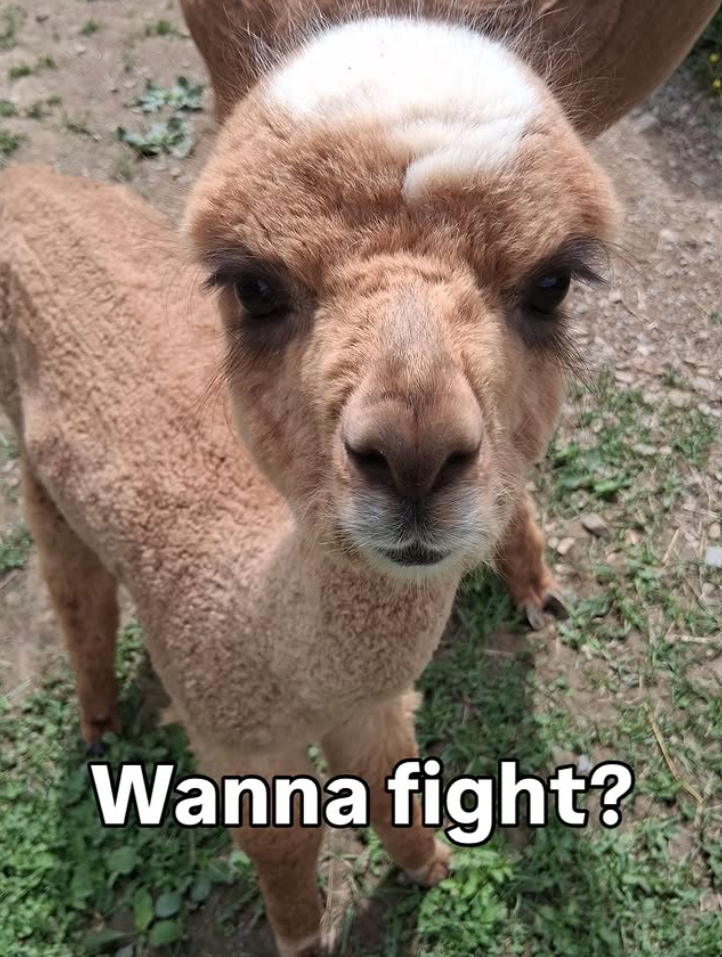 Wanna fight?