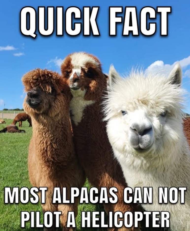 QUICK FACT MOST ALPACAS CAN NOT PILOT A HELICOPTER