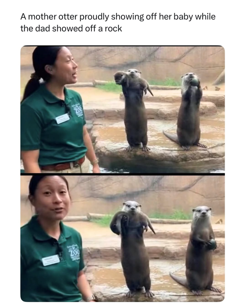 A mother otter proudly showing off her baby while the dad showed off a rock ZOO