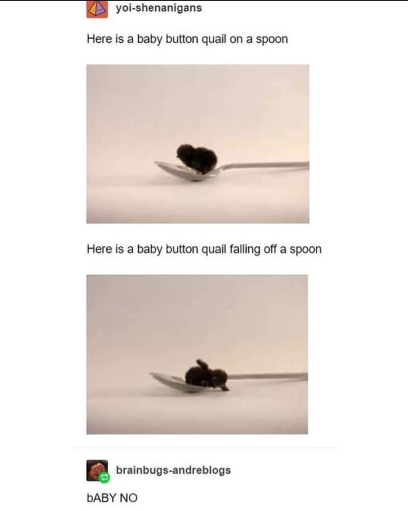 yoi-shenanigans Here is a baby button quail on a spoon Here is a baby button quail falling off a spoon brainbugs-andreblogs BABY NO