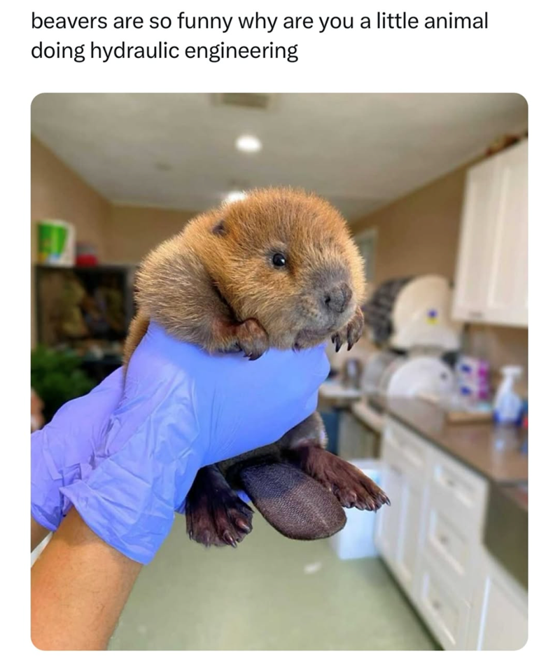 beavers are so funny why are you a little animal doing hydraulic engineering