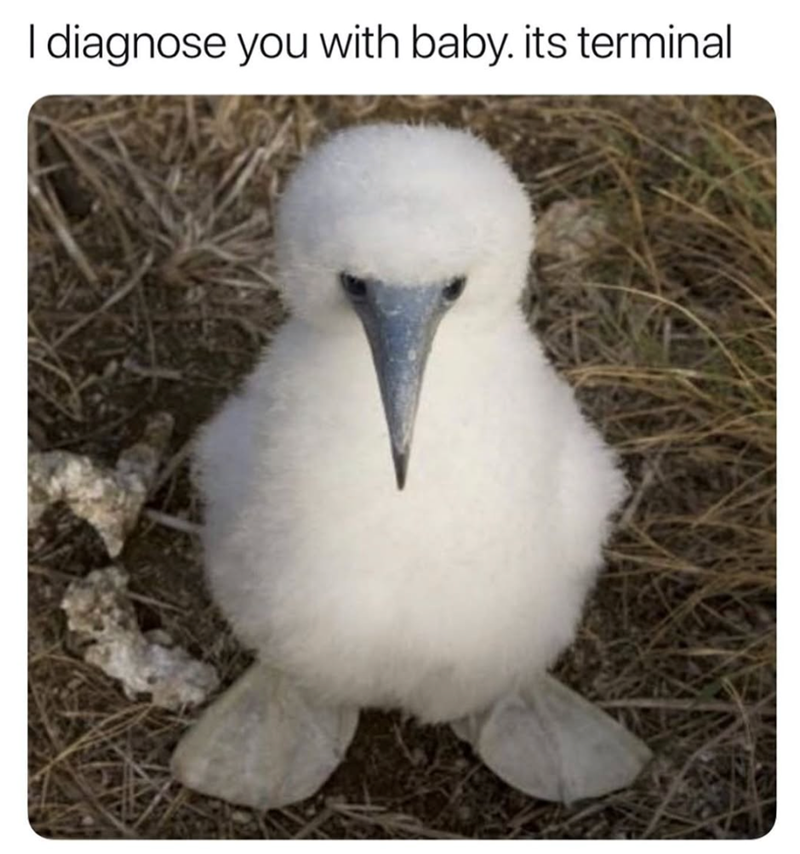 I diagnose you with baby. its terminal