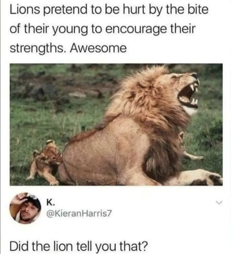 Lions pretend to be hurt by the bite of their young to encourage their strengths. Awesome K. @KieranHarris7 Did the lion tell you that?