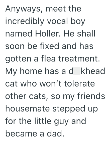 Anyways, meet the incredibly vocal boy named Holler. He shall soon be fixed and has gotten a flea treatment. My home has a d khead cat who won't tolerate other cats, so my friends housemate stepped up for the little guy and became a dad.