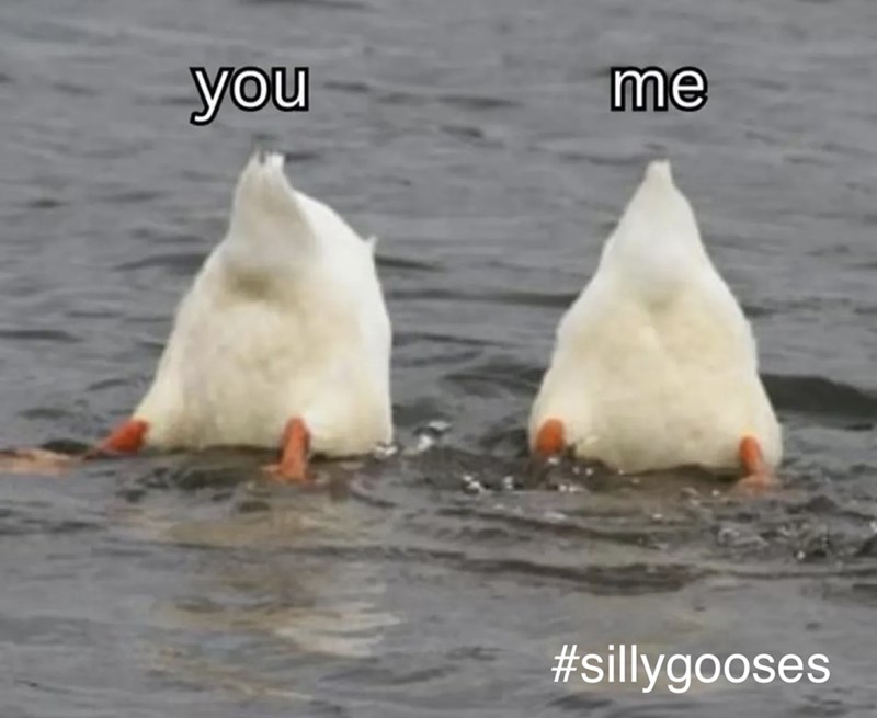 you me #sillygooses