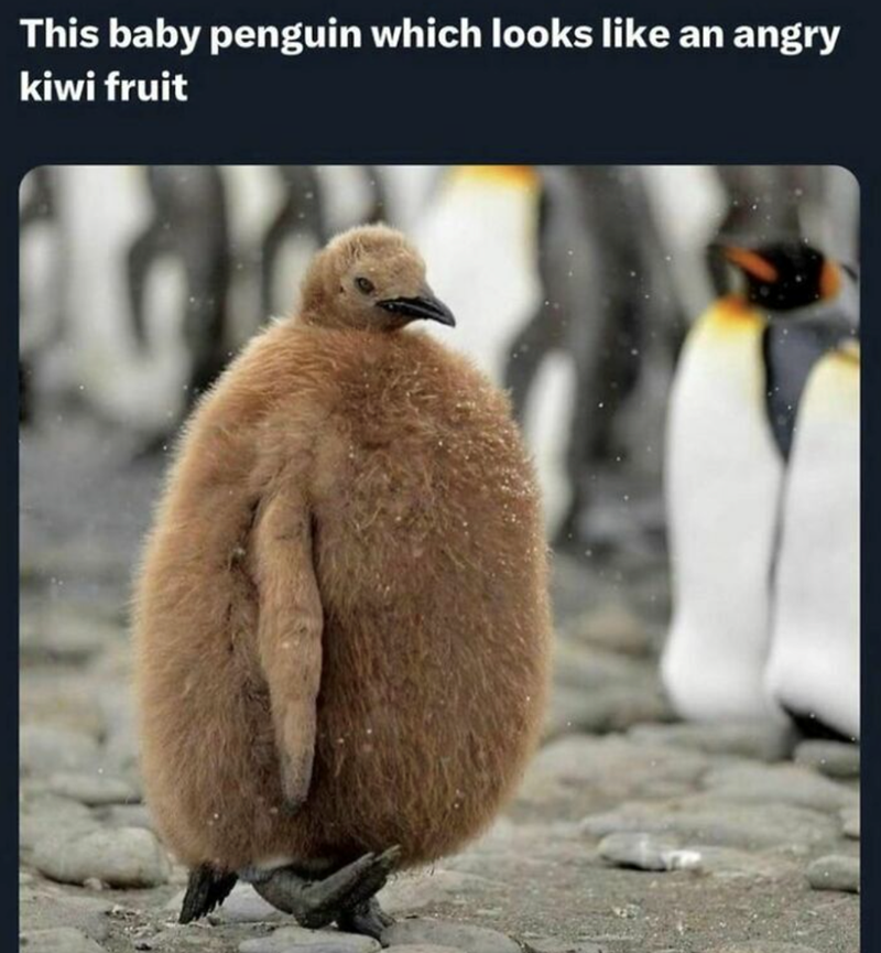 This baby penguin which looks like an angry kiwi fruit