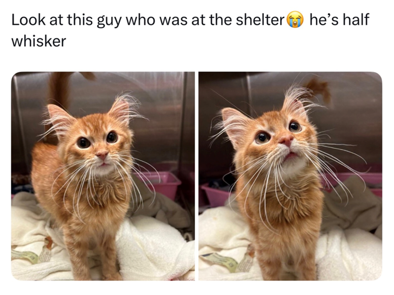 Look at this guy who was at the shelter he's half whisker
