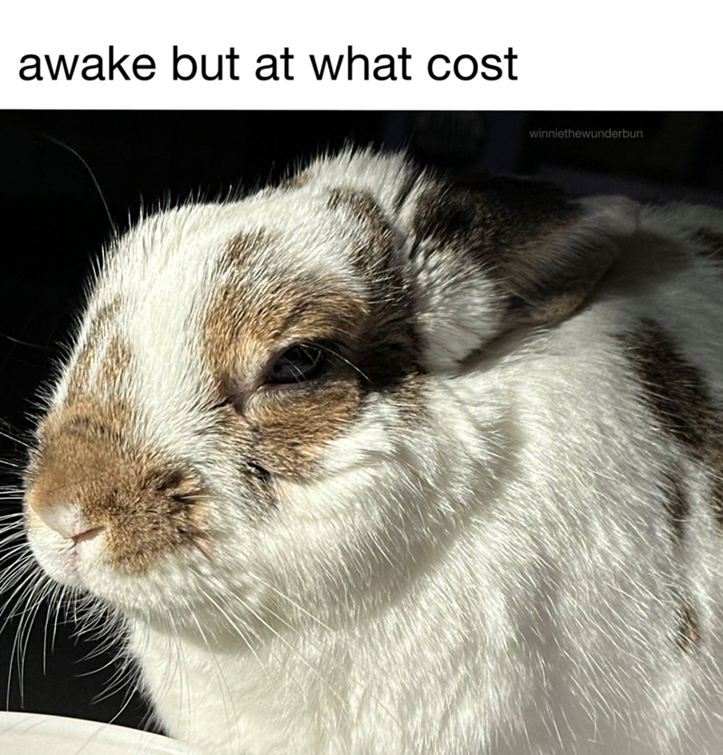awake but at what cost winniethewunderbun
