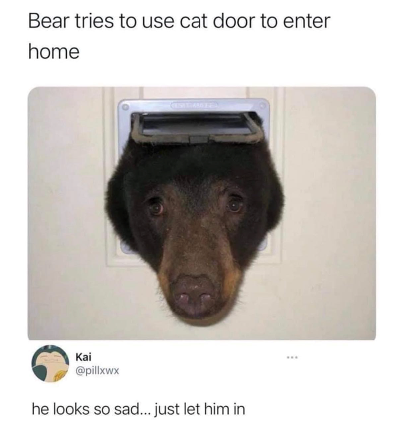 Bear tries to use cat door to enter home Kai @pillxwx he looks so sad... just let him in
