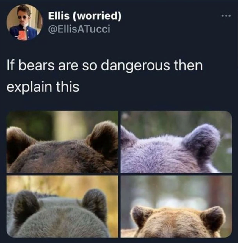 Ellis (worried) @Ellis ATucci If bears are so dangerous then explain this