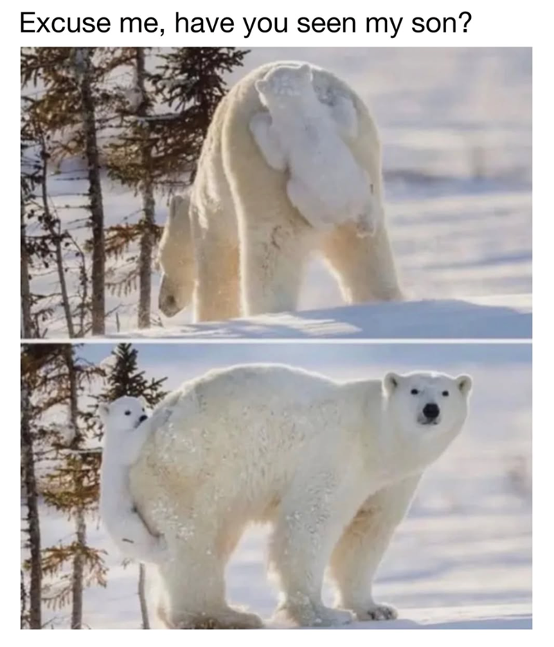 Excuse me, have you seen my son?