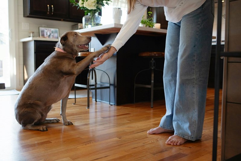 A large dog happily gives woman his paw as she trains him.