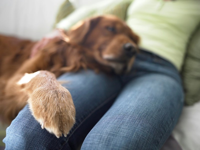 A golden retriever dog snuggles happily with a human on a couch