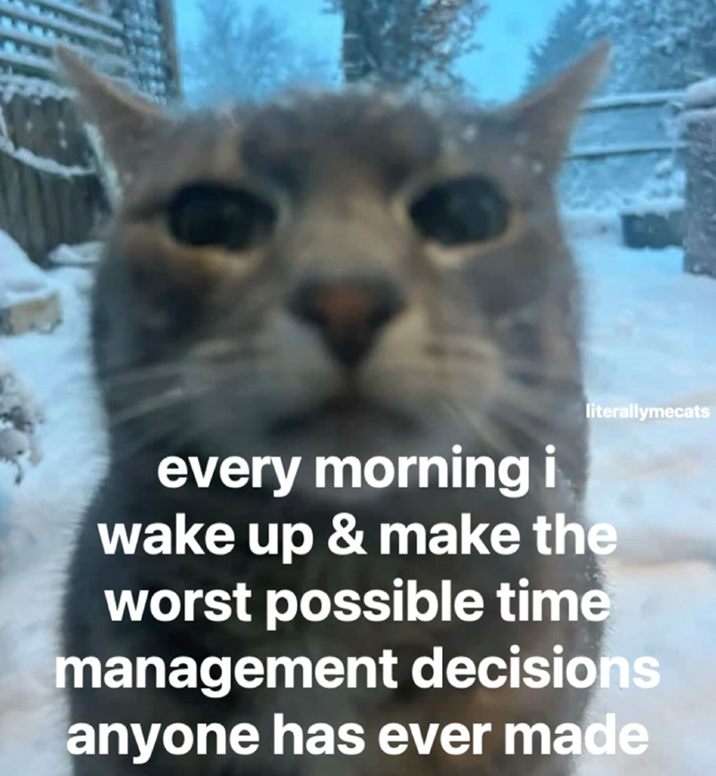 literallymecats every morning i wake up & make the worst possible time management decisions anyone has ever made