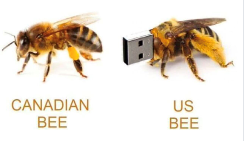 CANADIAN BEE US BEE