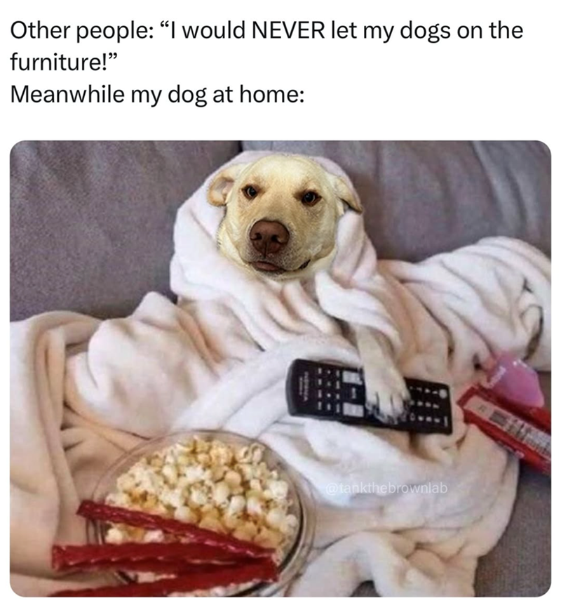 Other people: "I would NEVER let my dogs on the furniture!" Meanwhile my dog at home: @tankthebrownlab