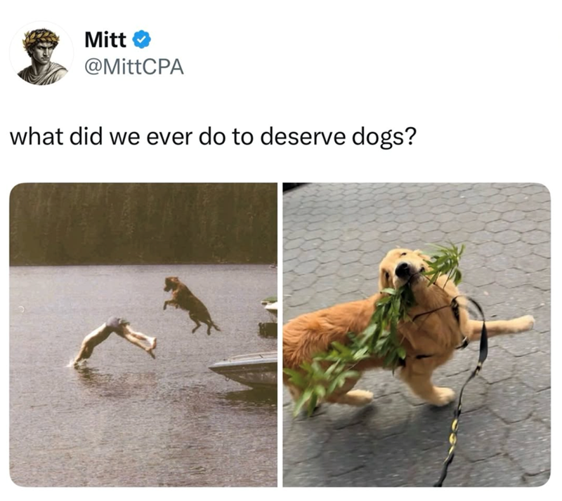 Mitt @MittCPA what did we ever do to deserve dogs?