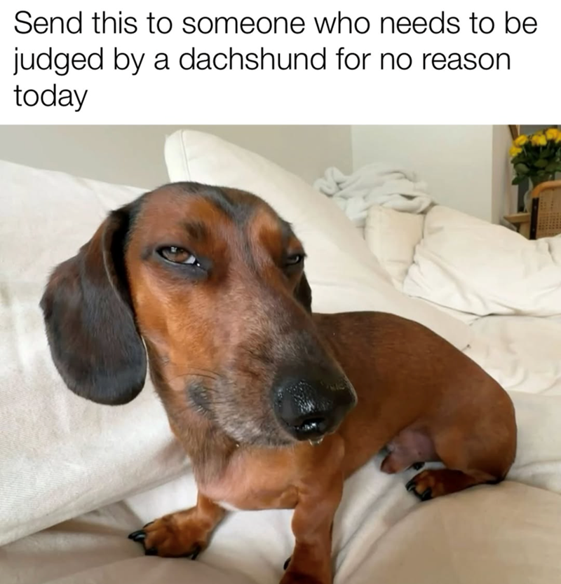 Send this to someone who needs to be judged by a dachshund for no reason today