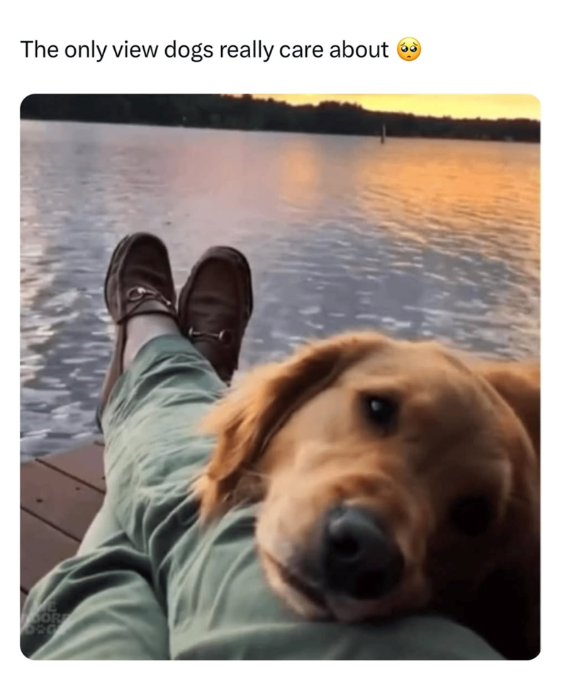 The only view dogs really care about OR