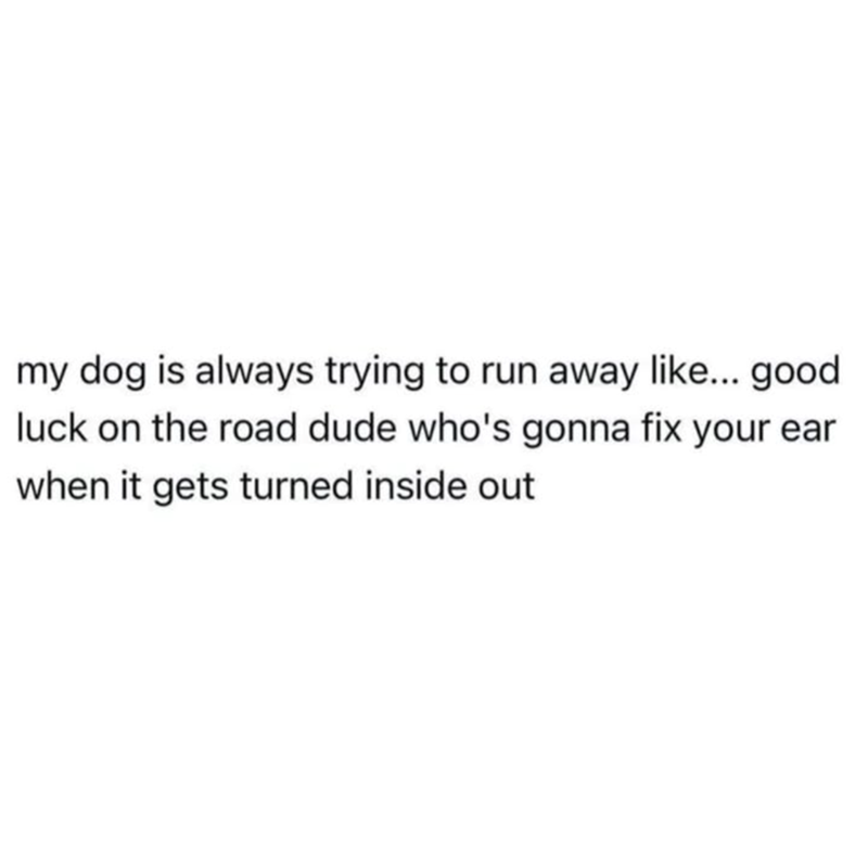 my dog is always trying to run away like... good luck on the road dude who's gonna fix your ear when it gets turned inside out