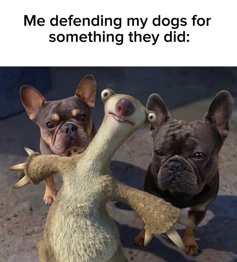 Me defending my dogs for something they did: