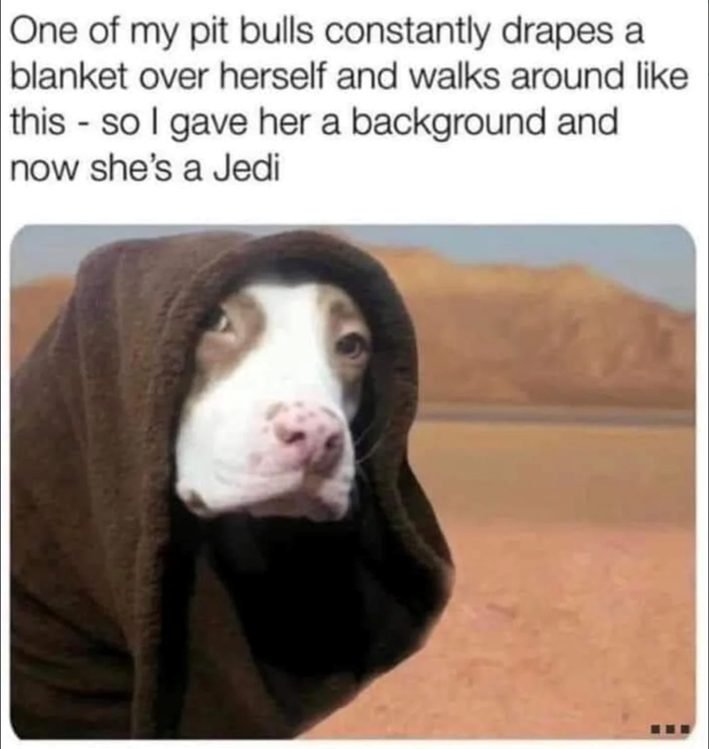 One of my pit bulls constantly drapes a blanket over herself and walks around like - this so I gave her a background and now she's a Jedi