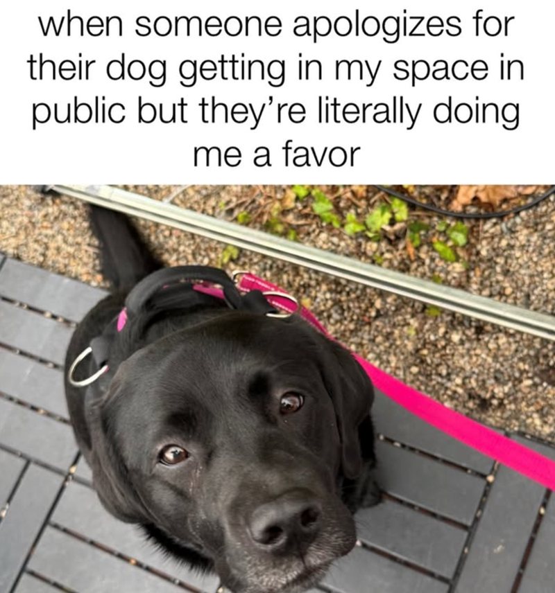 when someone apologizes for their dog getting in my space in public but they're literally doing me a favor