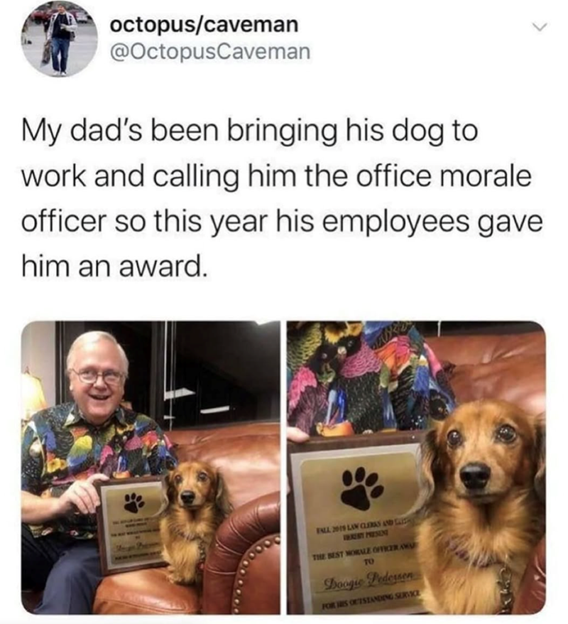 octopus/caveman @OctopusCaveman My dad's been bringing his dog to work and calling him the office morale officer so this year his employees gave him an award. FALL 2019 LAW CLERKS AND GLISH VIERESY PRESINI THE BEST MORALE OFFICER AWA TO Boogie Pedersen FOR IS OUTSTANDING SERVICE