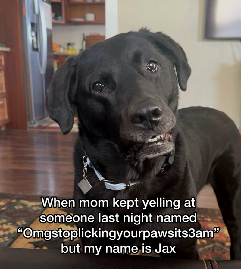 When mom kept yelling at someone last night named "Omgstoplickingyourpawsits3am" but my name is Jax