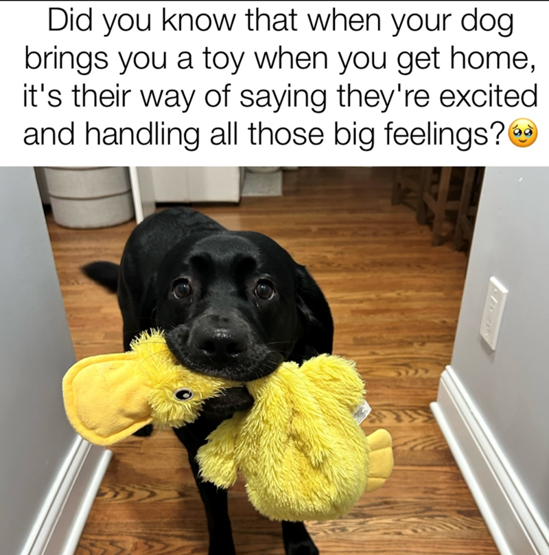 Did you know that when your dog brings you a toy when you get home, it's their way of saying they're excited and handling all those big feelings?