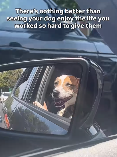 There's nothing better than seeing your dog enjoy the life you worked so hard to give them Vockrusselsquared no