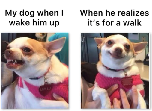 My dog when I wake him up When he realizes it's for a walk LILY LU