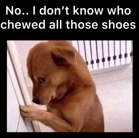 No.. I don't know who chewed all those shoes
