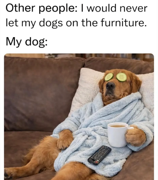Other people: I would never let my dogs on the furniture. My dog: