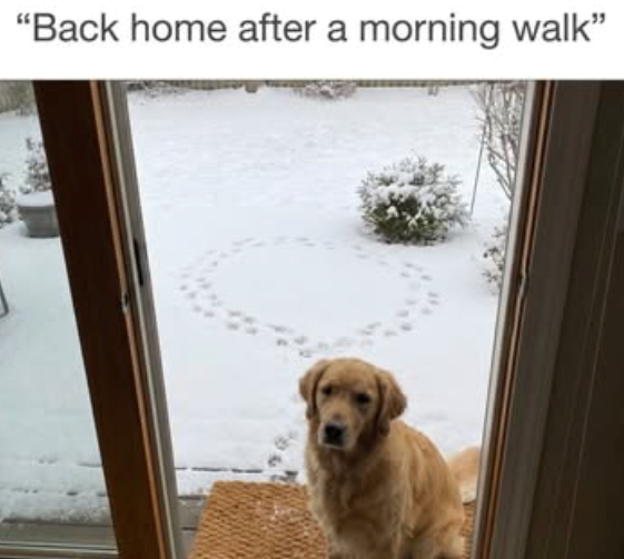 "Back home after a morning walk"