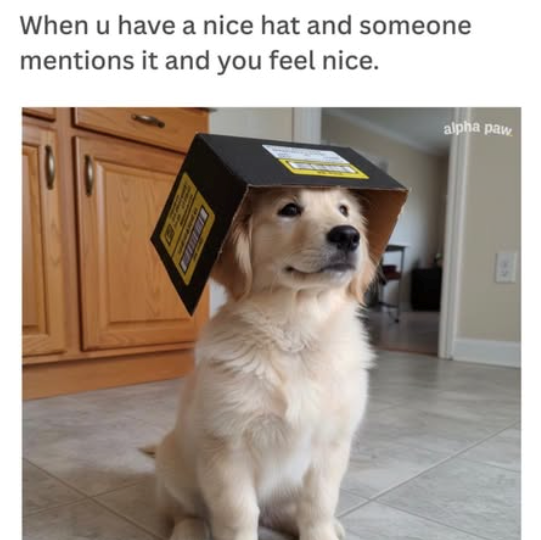 When u have a nice hat and someone mentions it and you feel nice. alpha paw