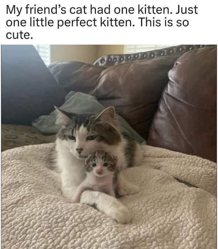 My friend's cat had one kitten. Just one little perfect kitten. This is so cute.