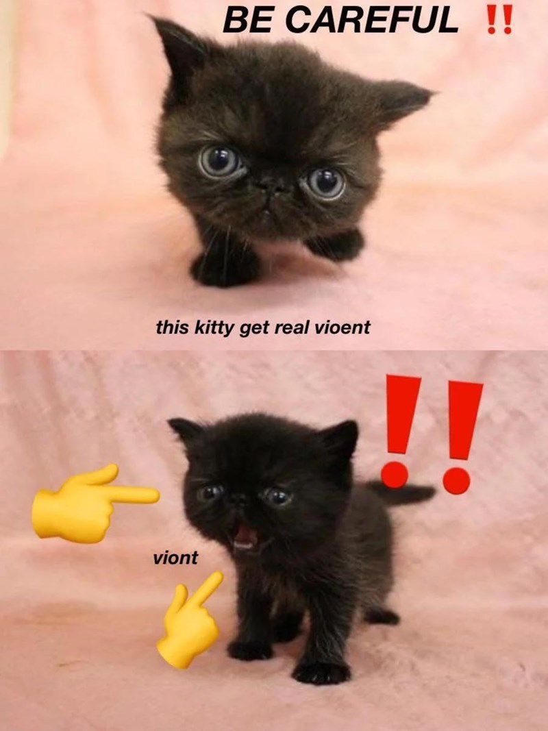 BE CAREFUL !! this kitty get real vioent viont