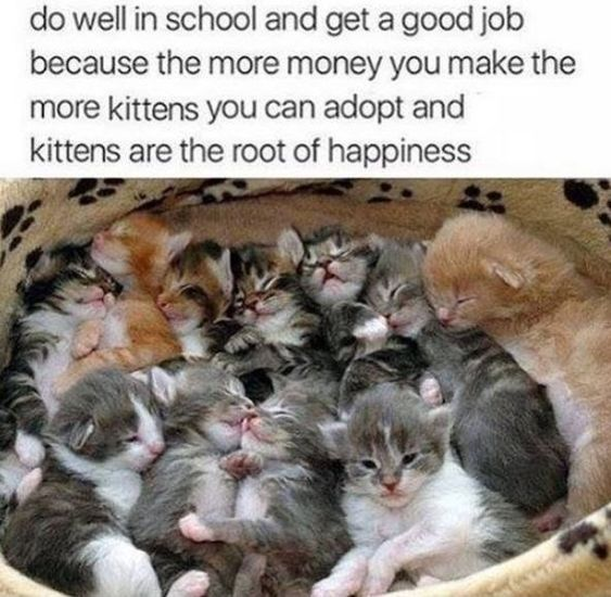 do well in school and get a good job because the more money you make the more kittens you can adopt and kittens are the root of happiness