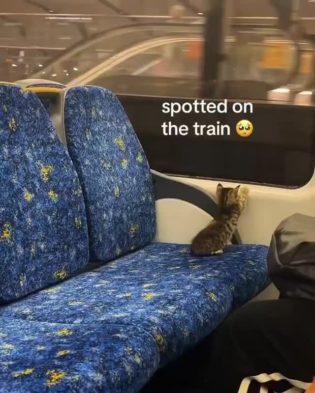 spotted on the train