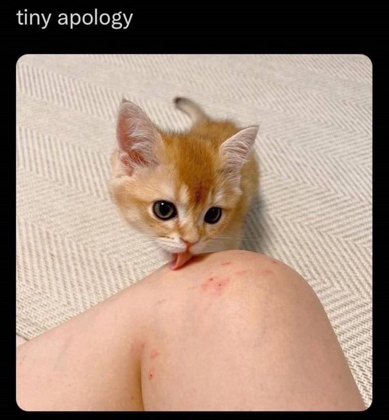 tiny apology