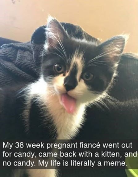 My 38 week pregnant fiancé went out for candy, came back with a kitten, and no candy. My life is literally a meme.