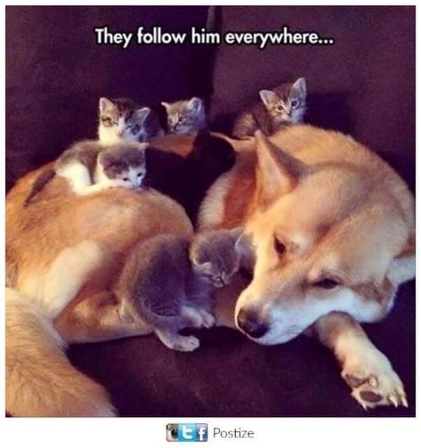 They follow him everywhere... Ef Postize